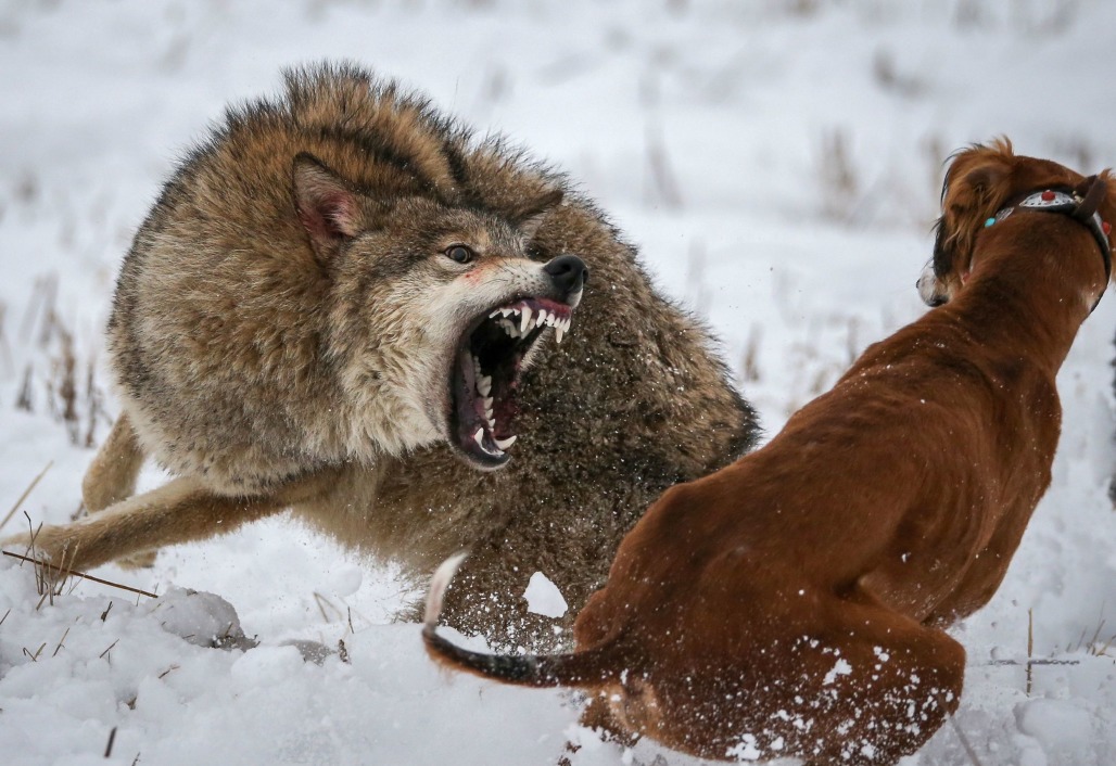 Ulv i kamp med hund