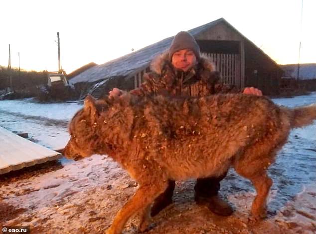 Brave Russian farmer strangled rampaging wolf to death with his bare hands after the beast killed two dogs and attacked his horse