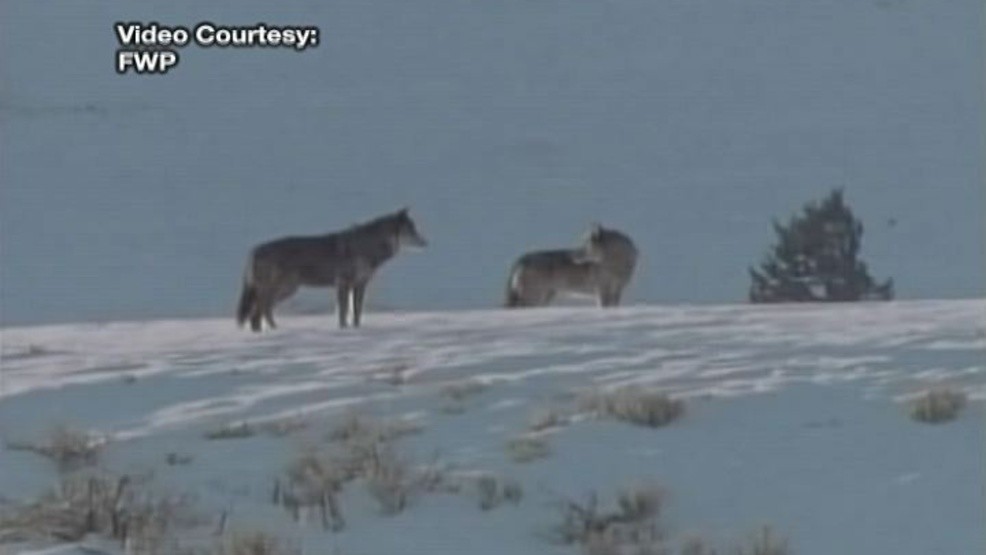 Pack of wolves killed 8 llamas near Butte