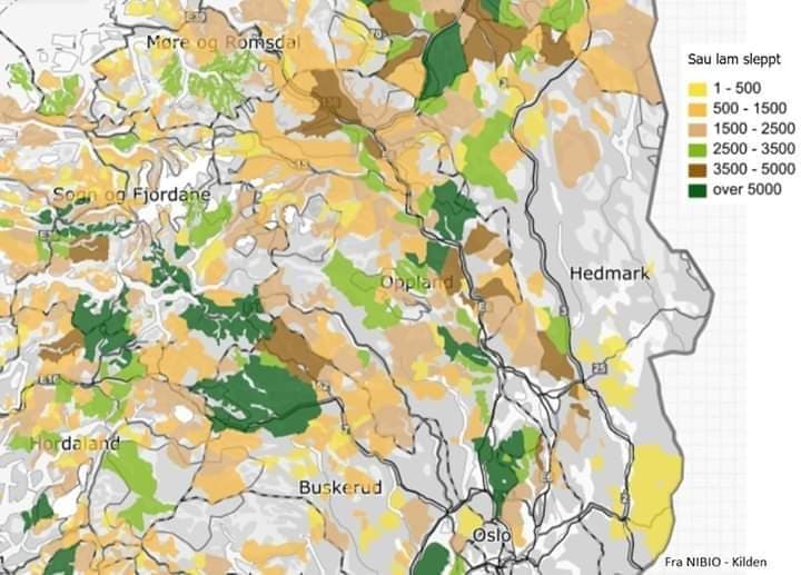 Antall sau og lam sluppet på beite på østlandet