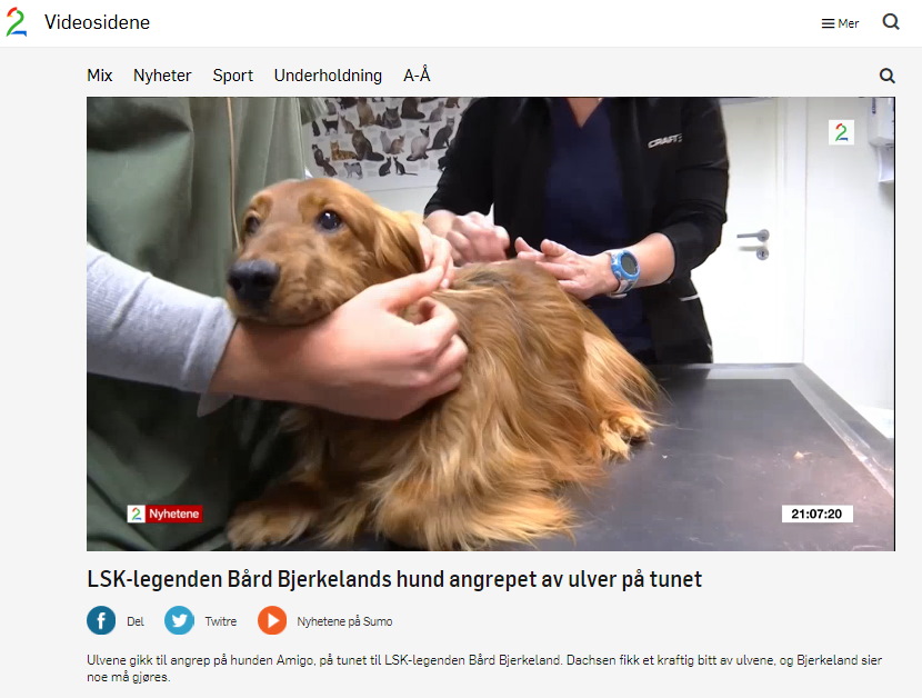 LSK-legenden Bård Bjerkelands hund angrepet av ulver på tunet