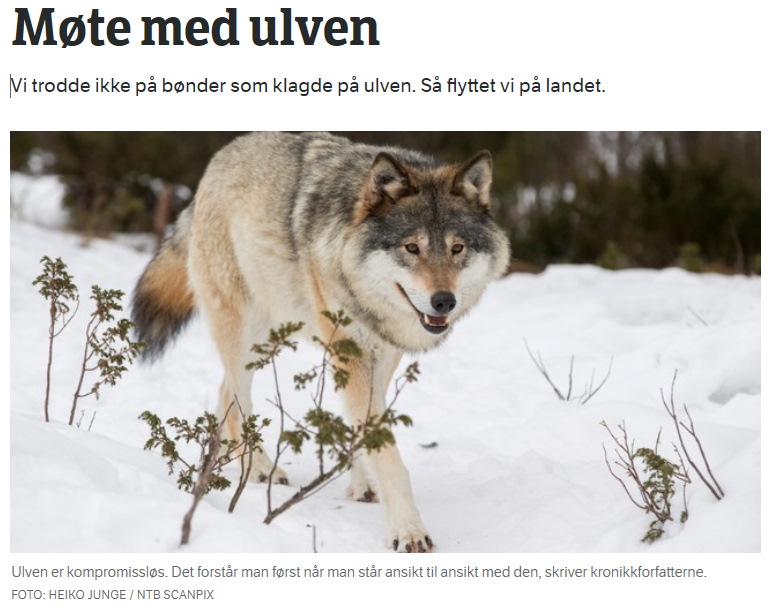 NRK: Møte med ulven