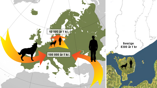 Ulven og mennesket kom samtidig til Norden