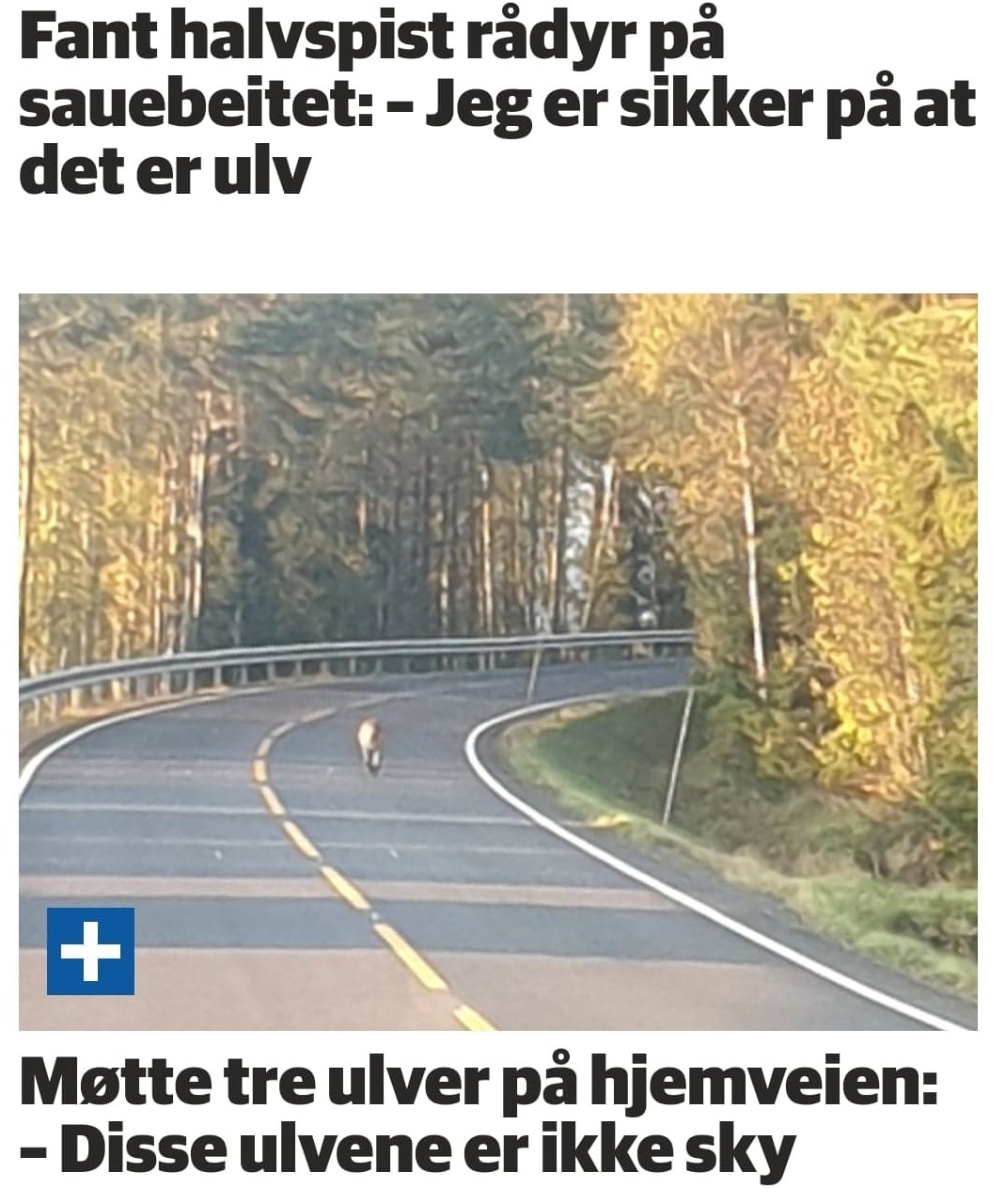 Denne ulven er ikke sky