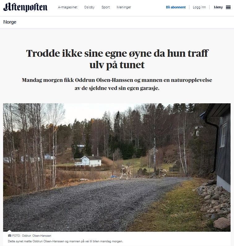 Trodde ikke sine egne øyne da hun traff ulv på tunet