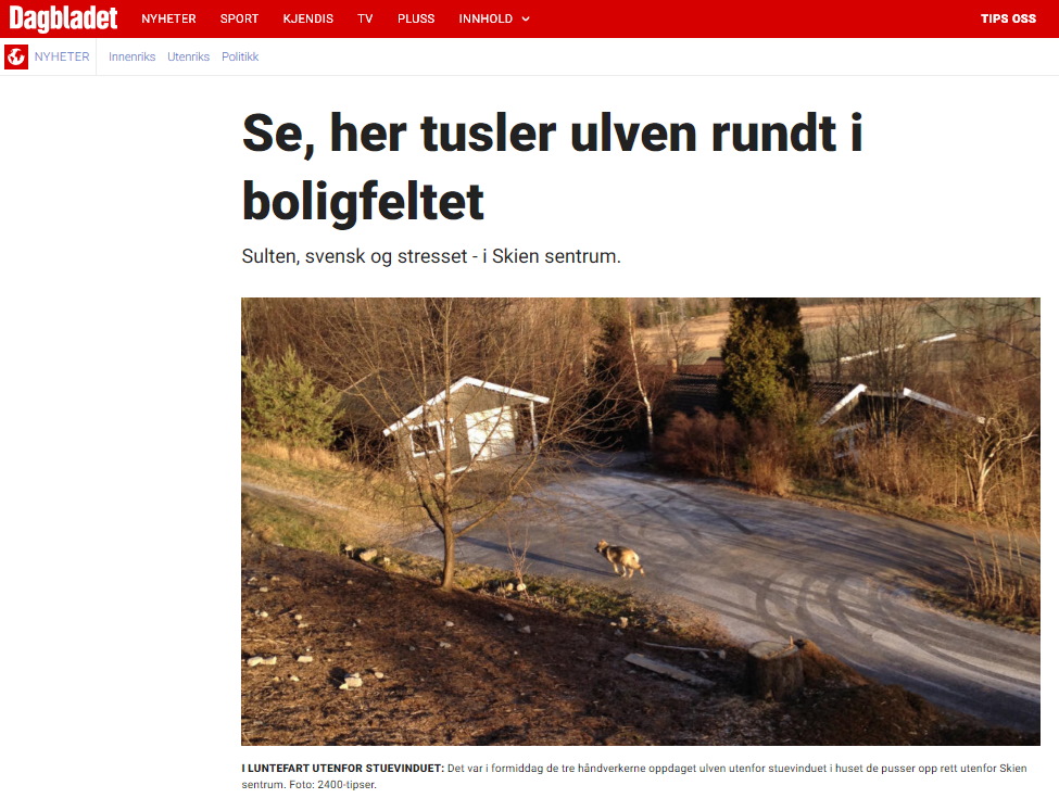 Se, her tusler ulven rundt i boligfeltet