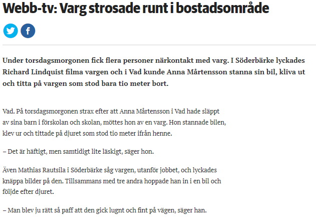 Varg strosade runt i bostadsområde