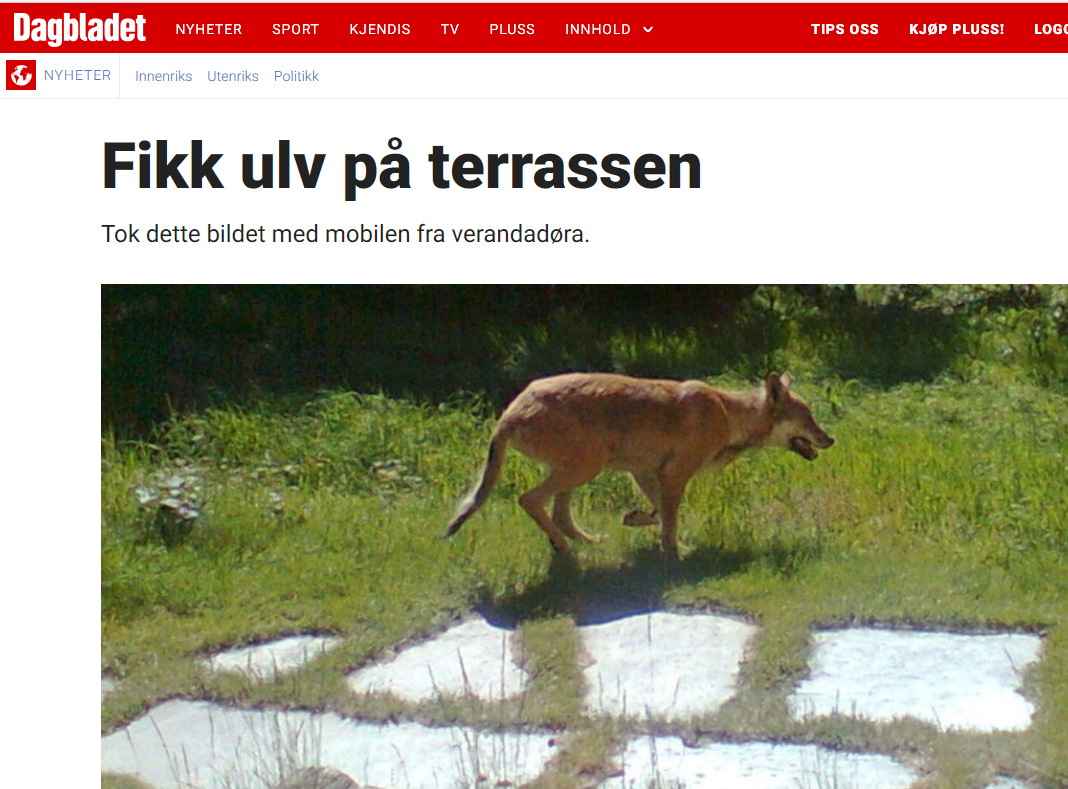 Fikk ulv på terrassen